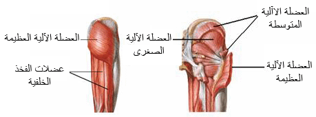 تمزق العضلة الضامة