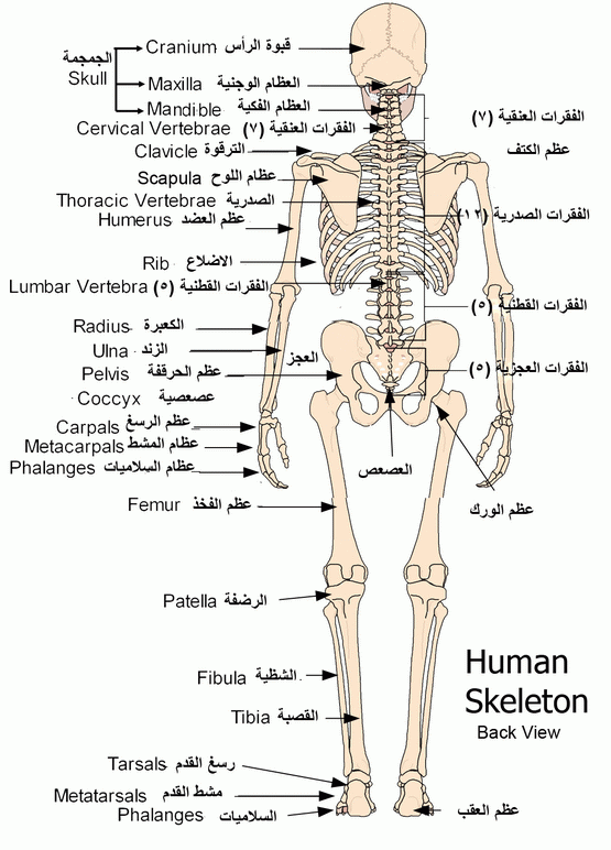 الهيكل العظمى من الأمام