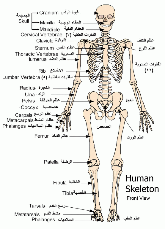الهيكل العظمى من الخلف